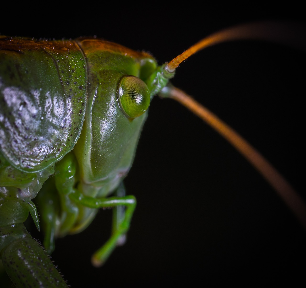 Image - insect bespozvonochnoe mustache one