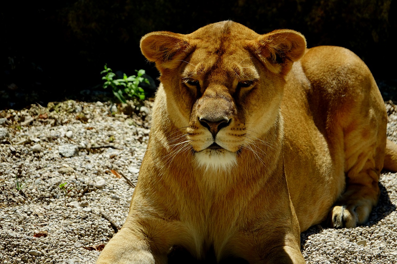 Image - mammal lioness animal nature zoo