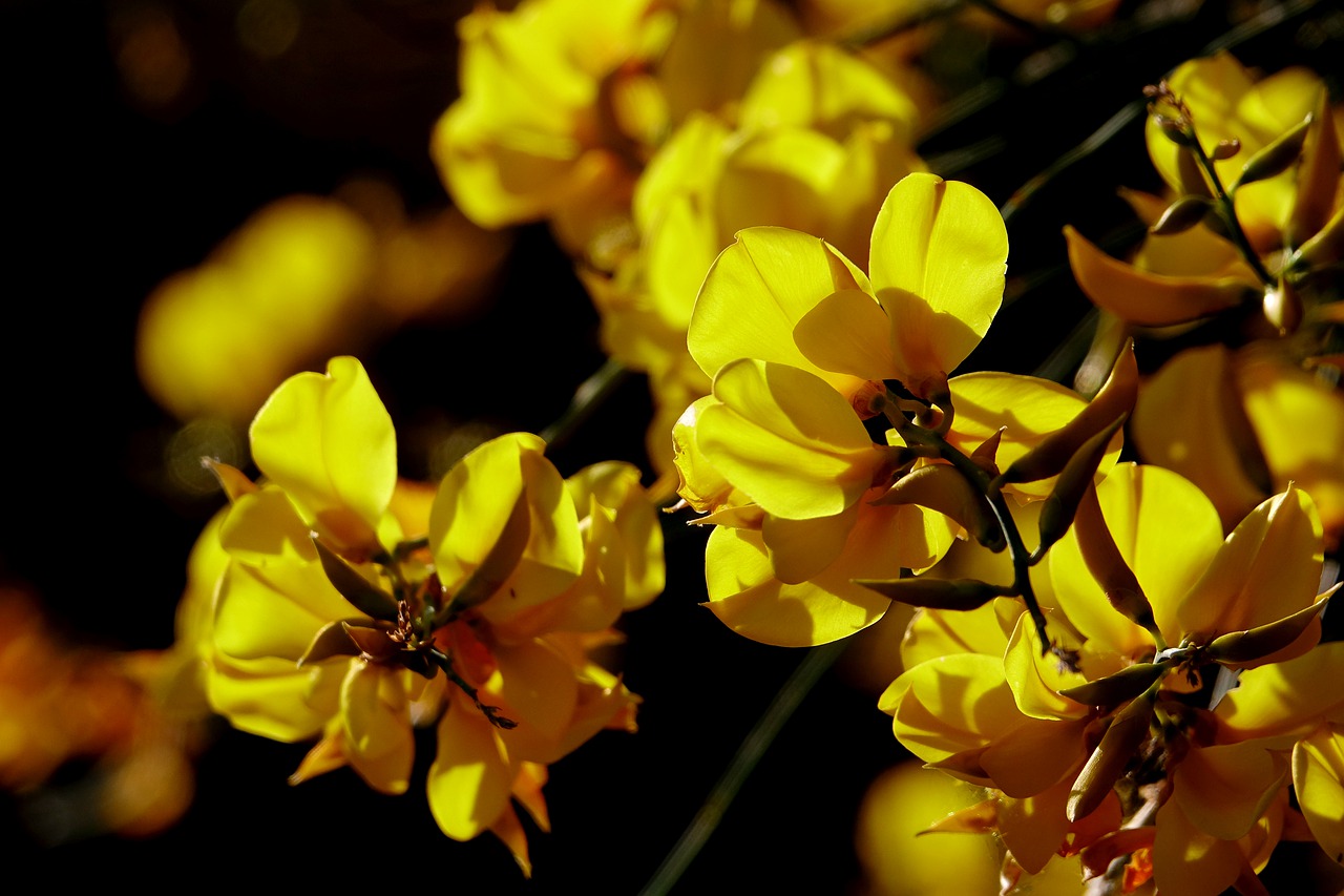 Image - flower nature plant broom yellow