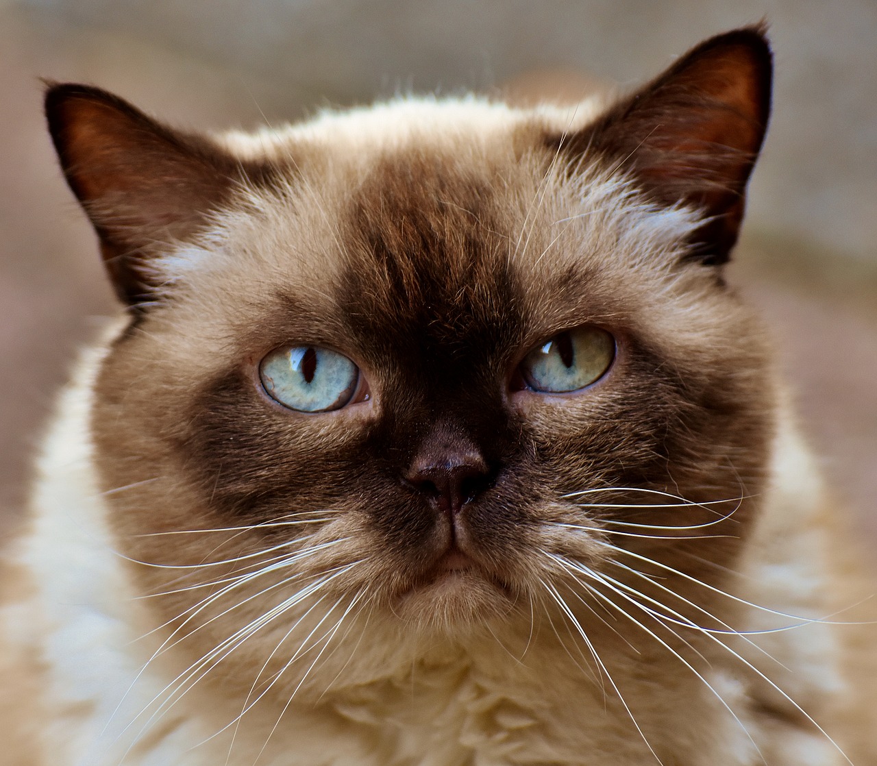 Image - british shorthair cat cute portrait