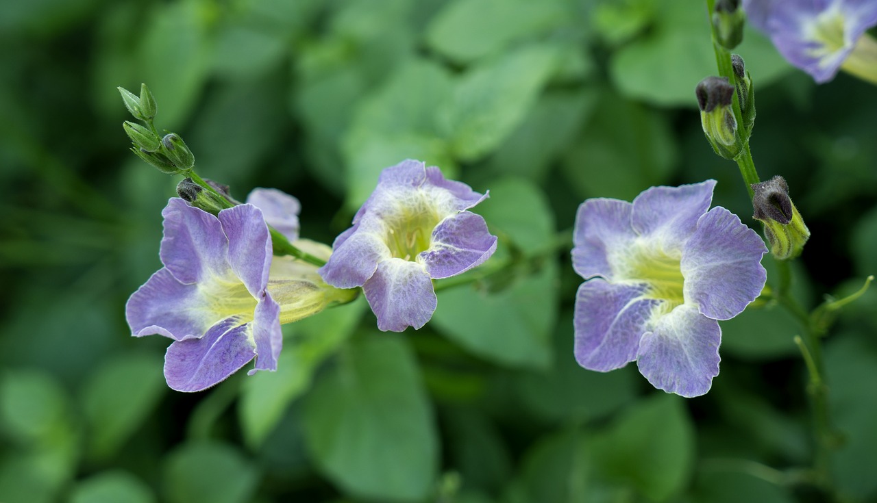 Image - natural cotton vegetables