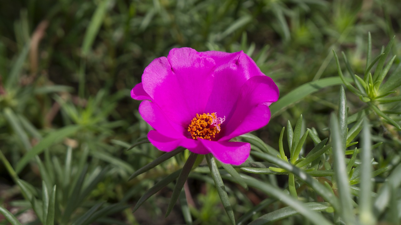 Image - natural portulaca pink the morning