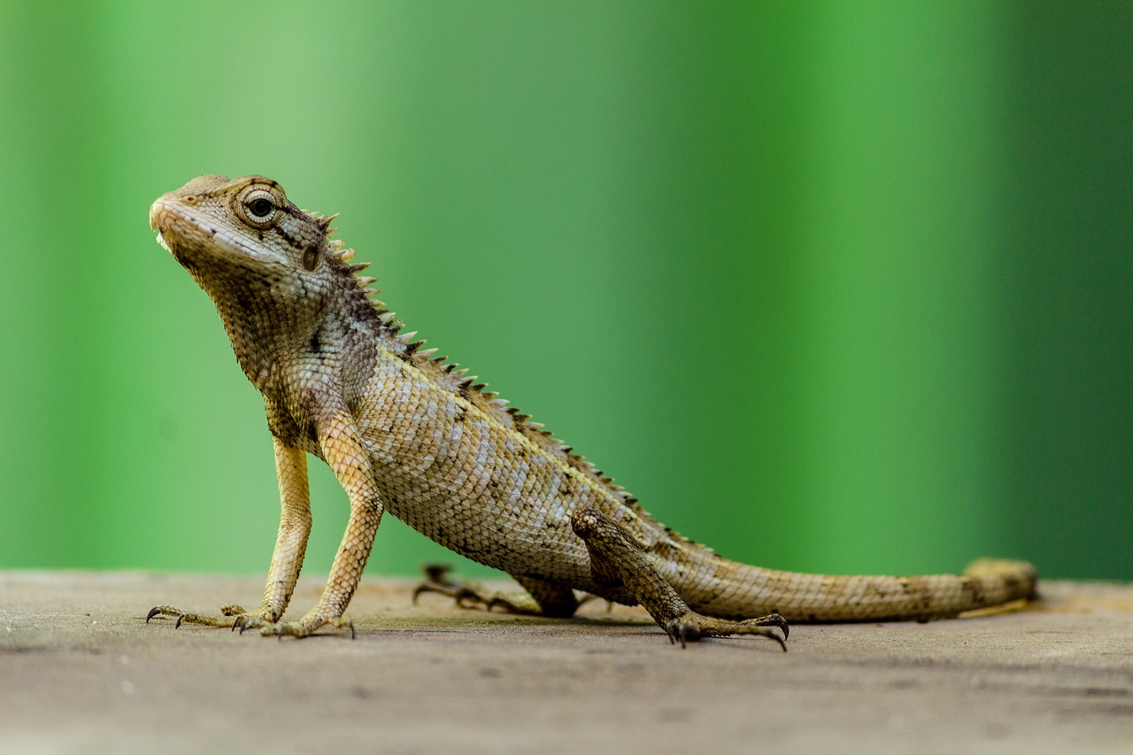 Image - terrestrial animal reptile lizard