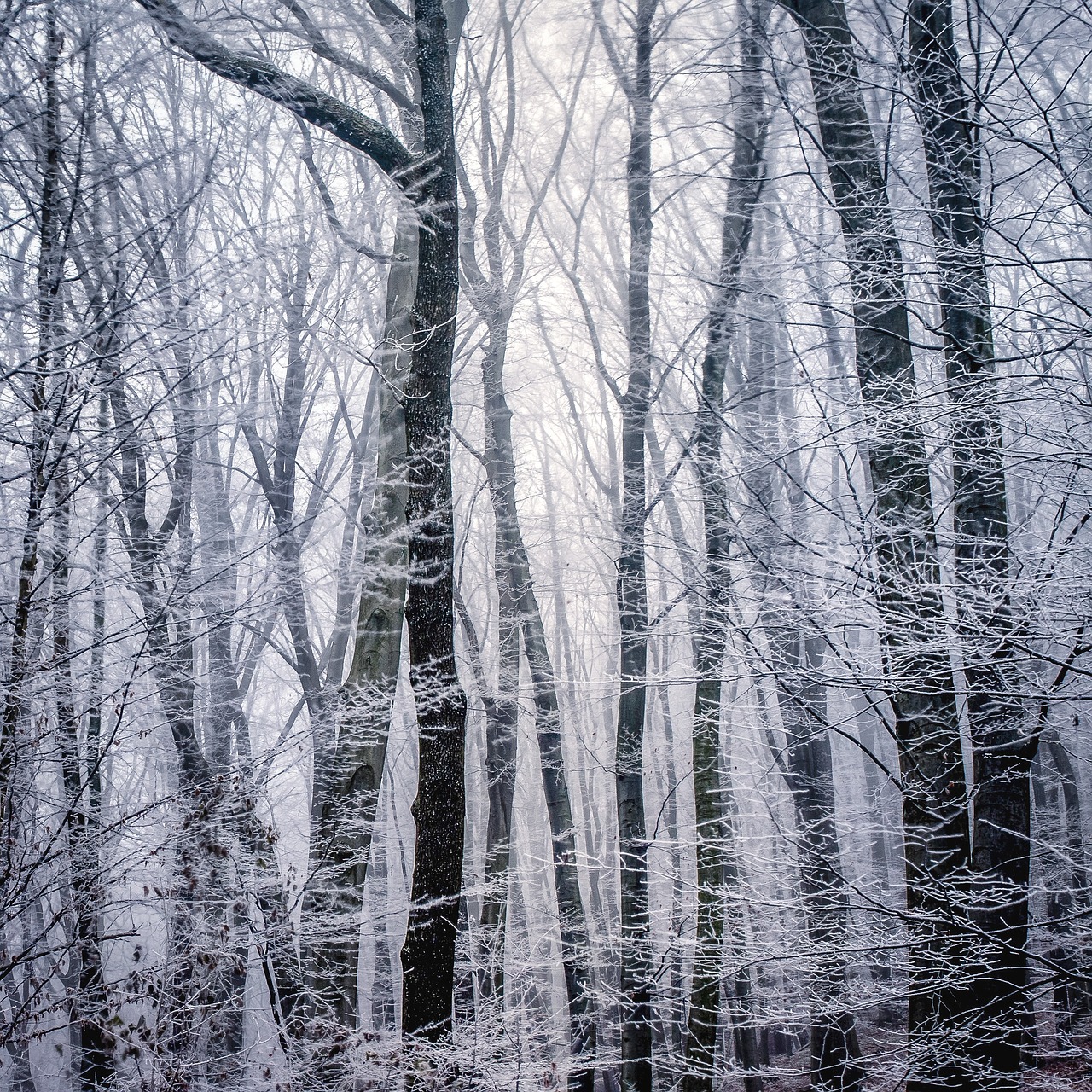 Image - winter snow wood frost texture