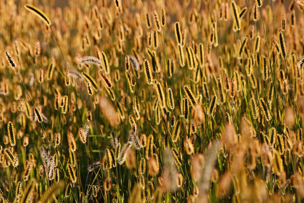 Image - japan natural plant ear