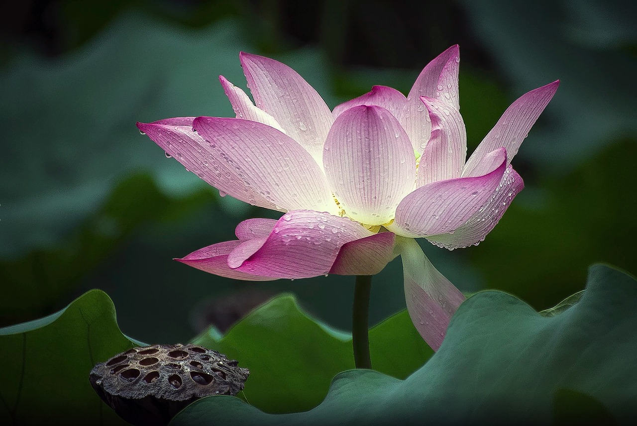 Image - flower flora lotus aquatic pool