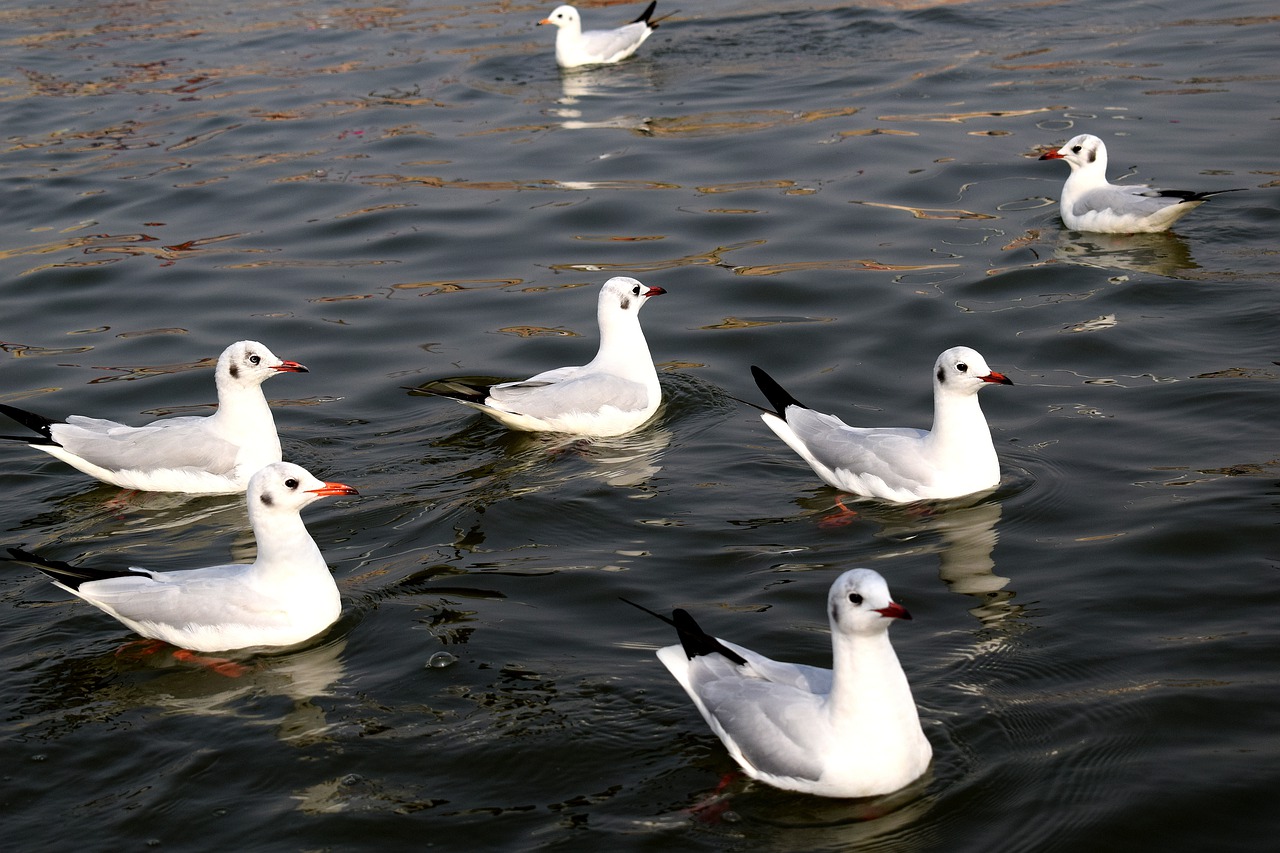 Image - bird water wildlife nature duck