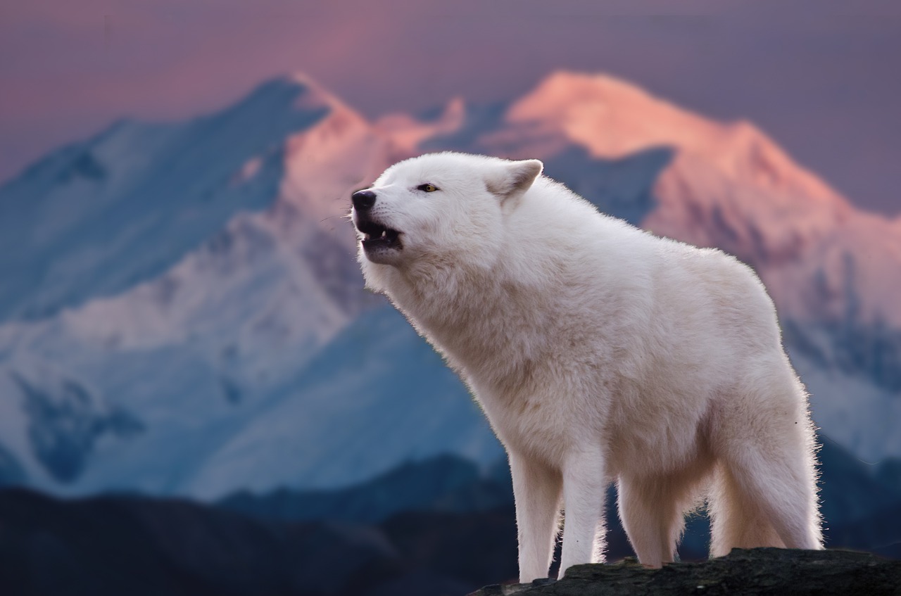 Image - snow frosty winter nature mammal