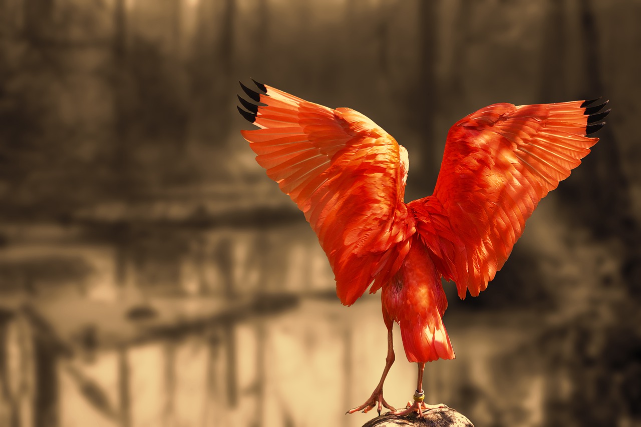 Image - nature red ibis ibis scarlet ibis