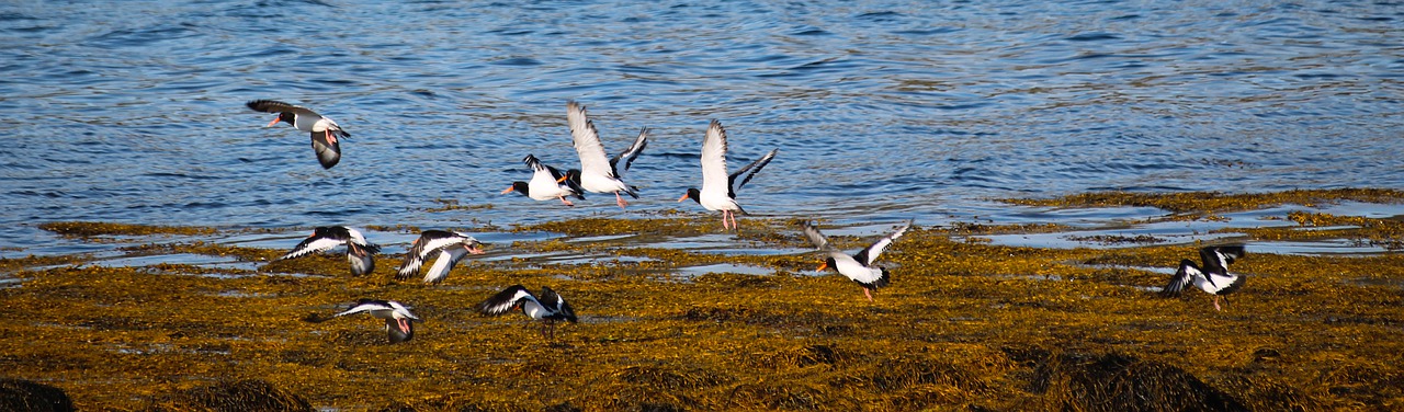 Image - water nature bird wildlife sea