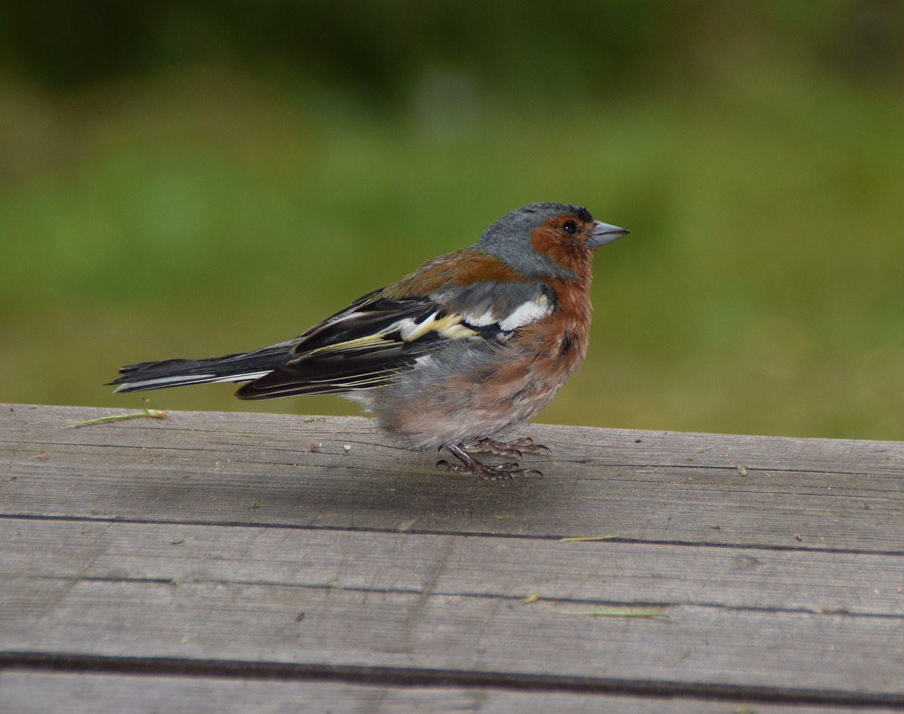 Image - bird animal world nature songbird