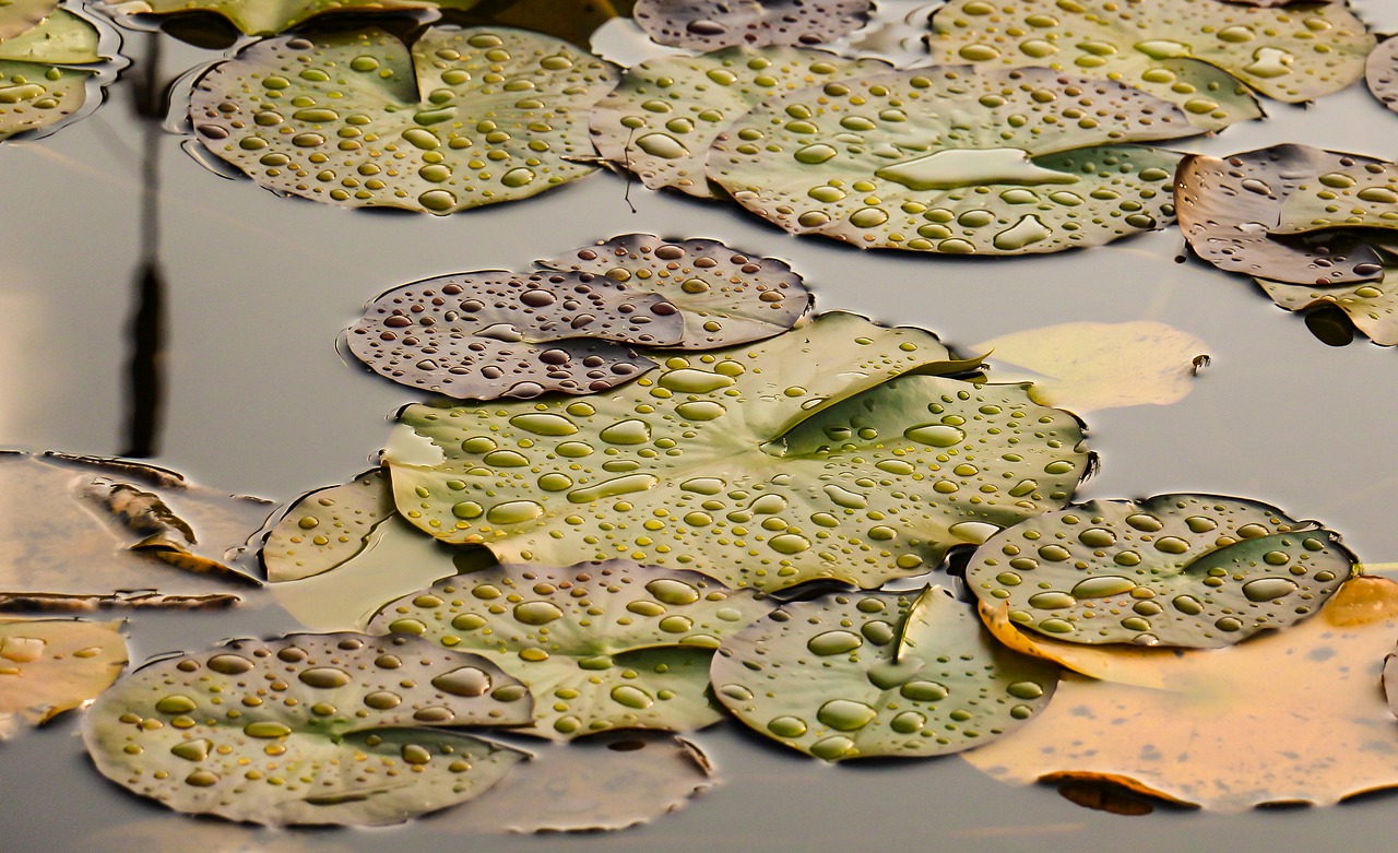 Image - nature background lily pad