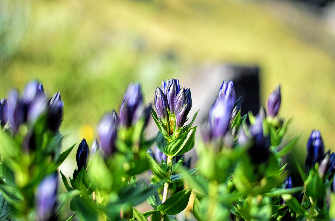 Image - flower chichewa live vivid color