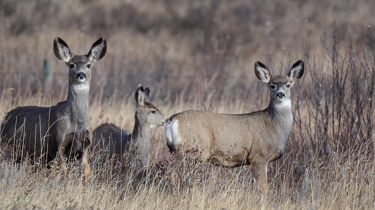 Image - mammal wildlife deer nature animal