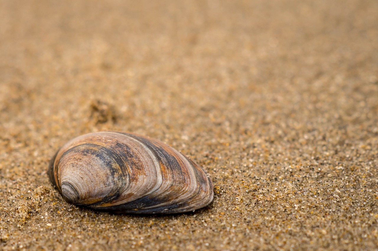 Image - sand coast shell sieve beach