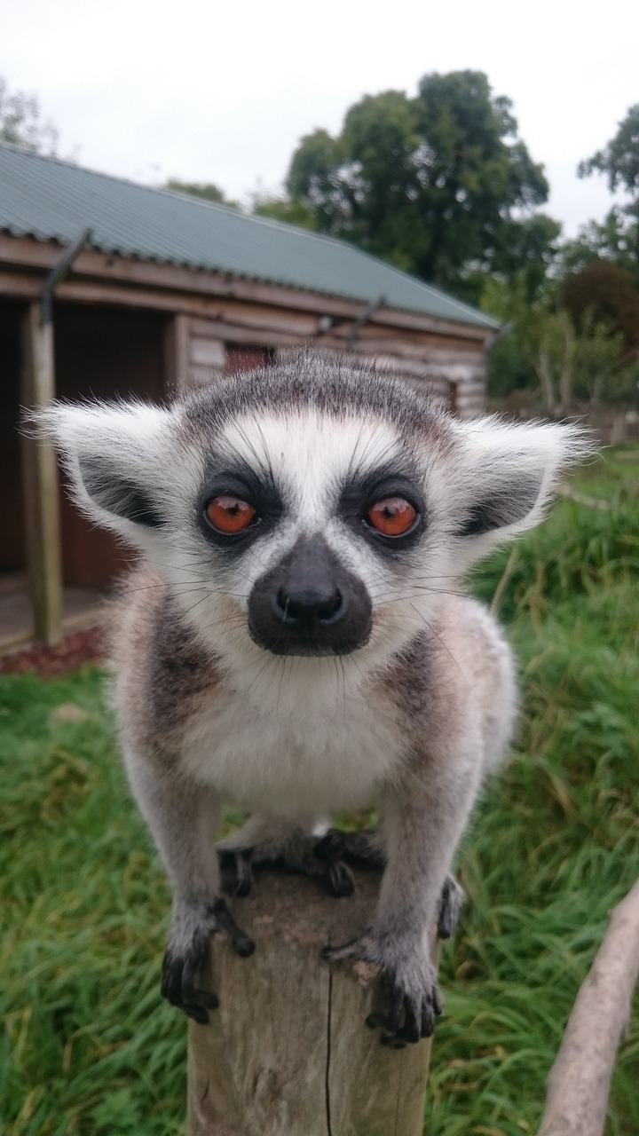 Image - animal mammal cute nature lemur