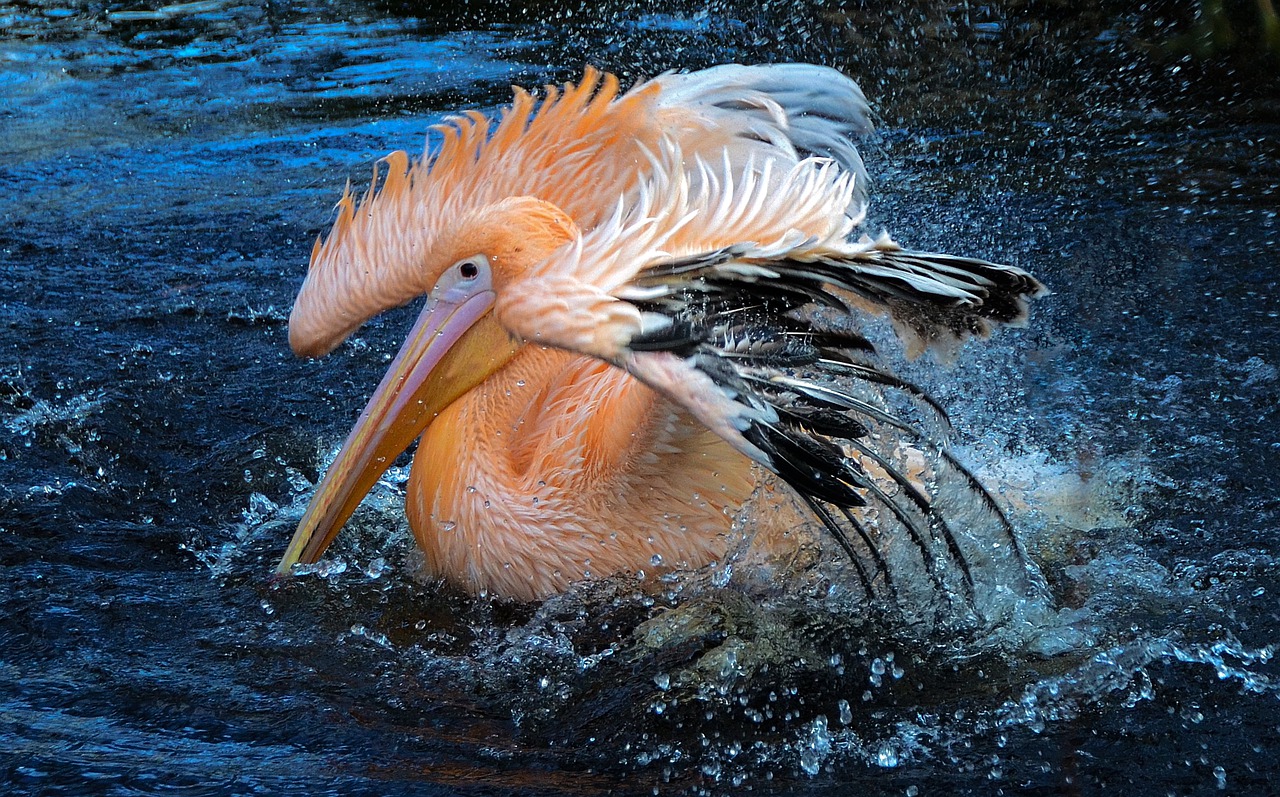 Image - wildlife water nature bird animal