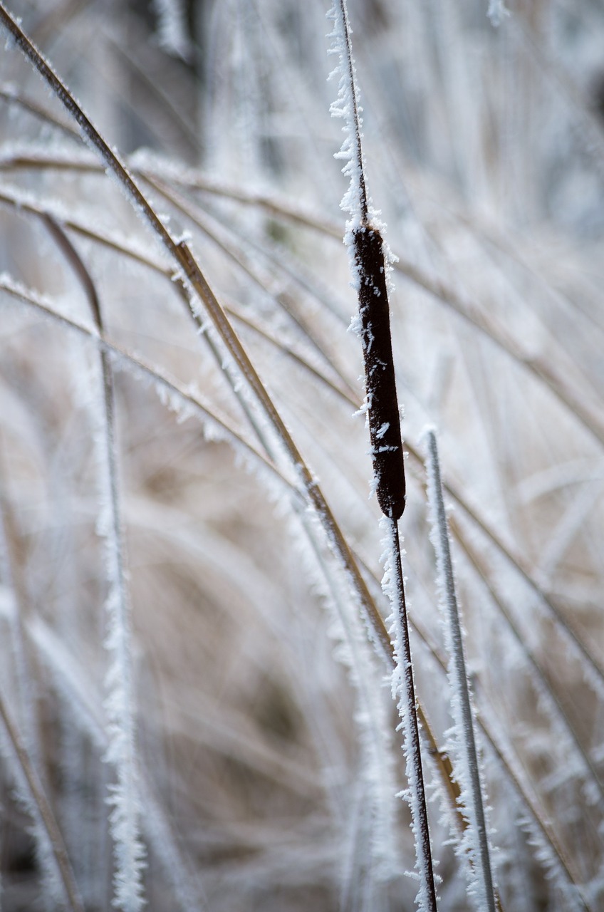 Image - nature frost close winter frozen