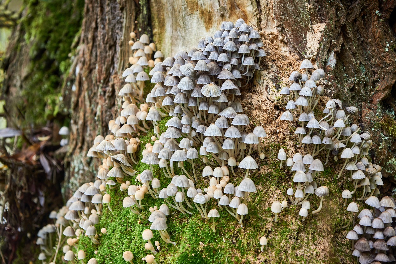 Image - tree nature plant season wood