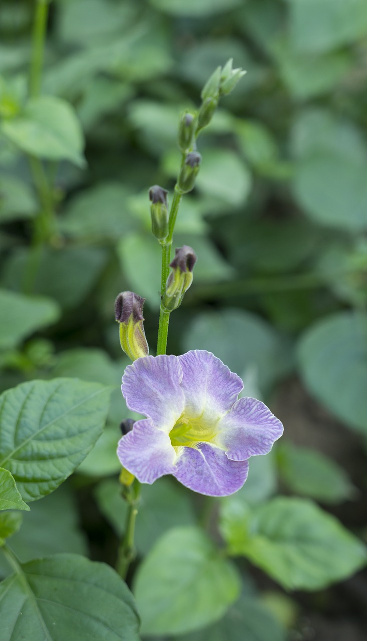 Image - natural flowers vegetables japanese