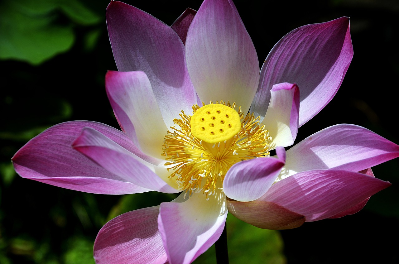 Image - flower flora lotus nature pond