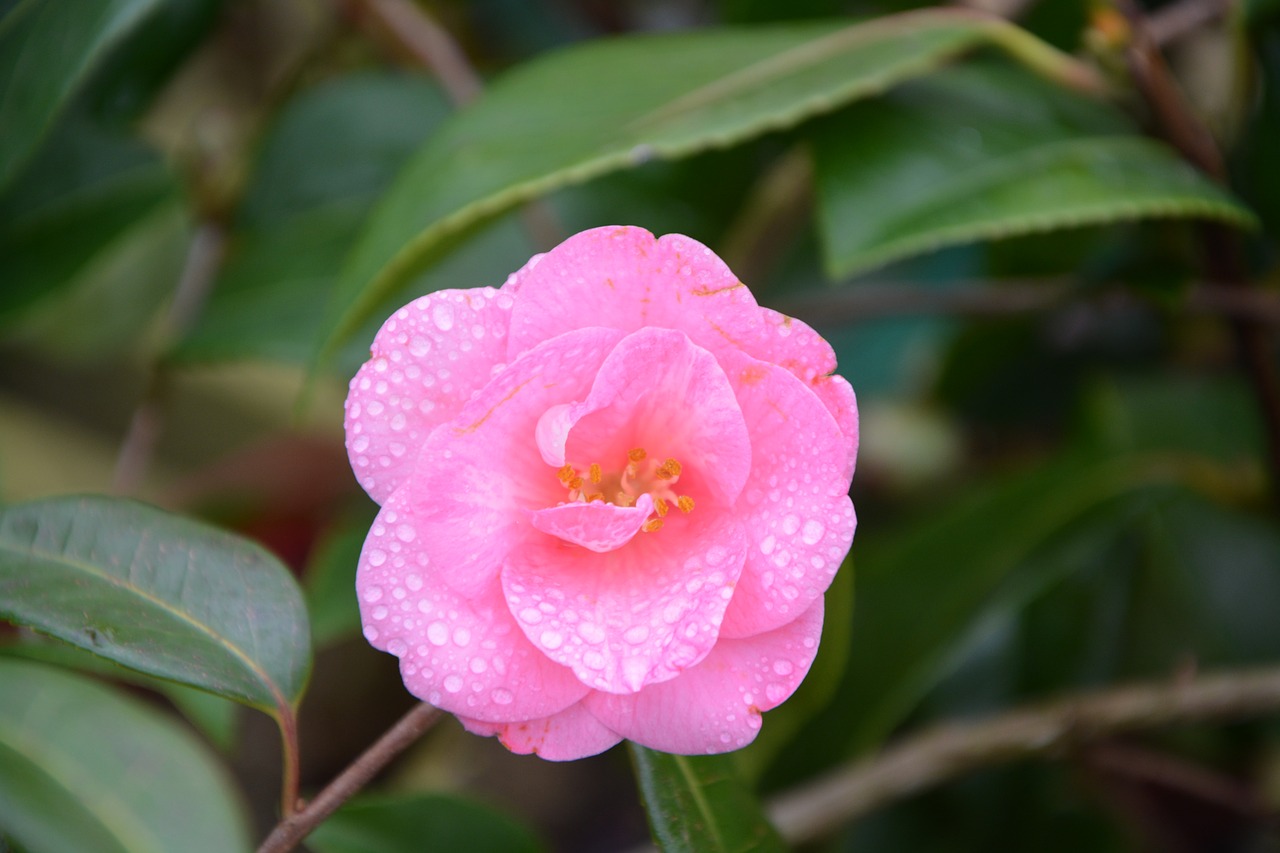 Image - flower flower of camellia