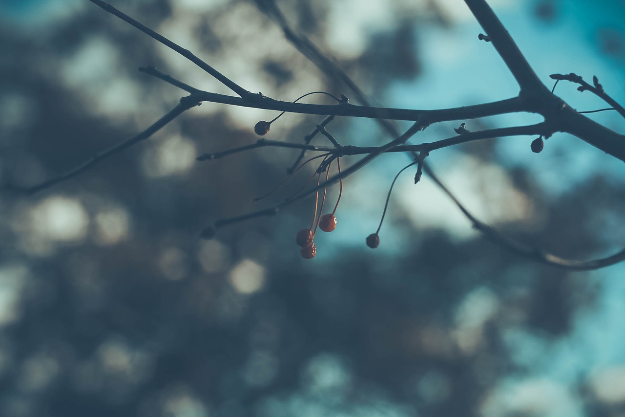 Image - nature winter outdoors tree branch