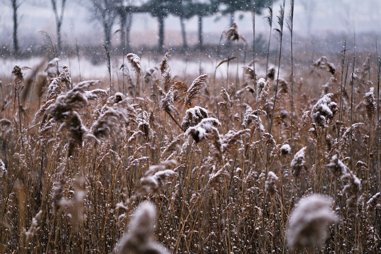 Image - nature season s outdoors grass