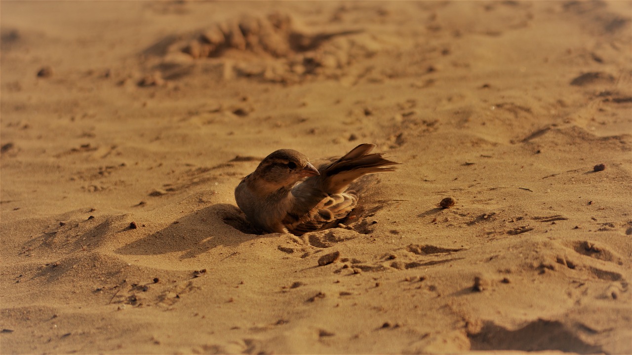 Image - sand sparrow nature wildlife bird