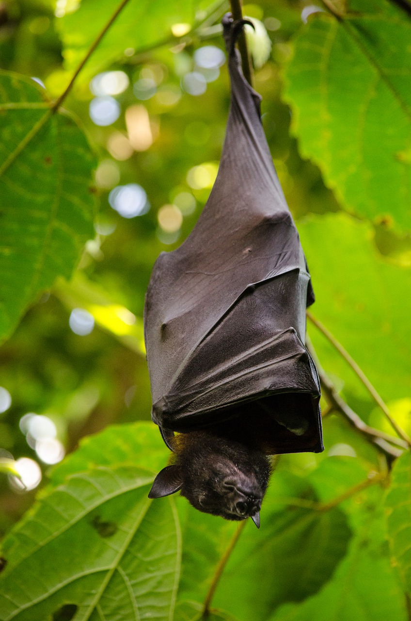 Image - nature leaf hang animal world