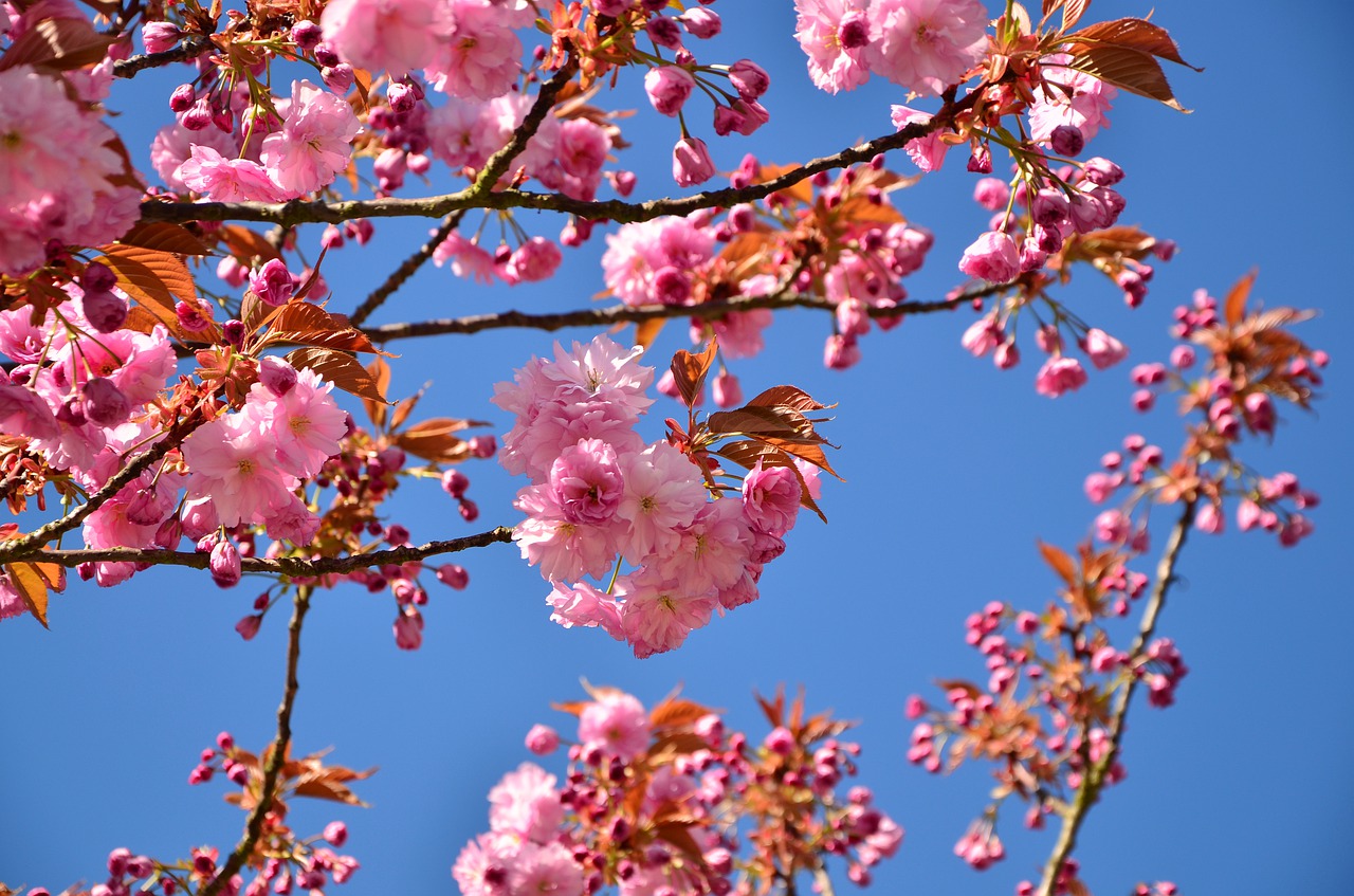 Image - japanese flowering cherry