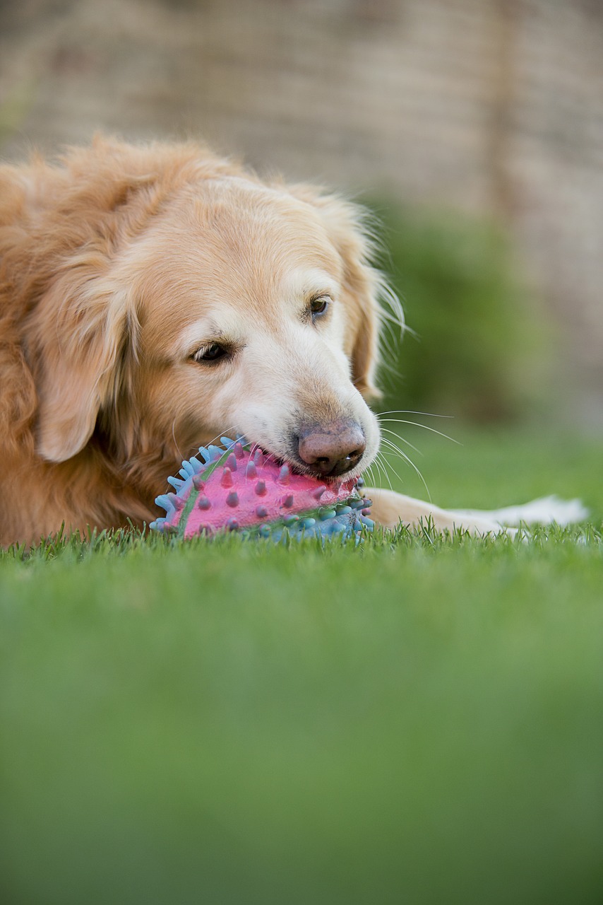 Image - animalia lawn pet golden retriver