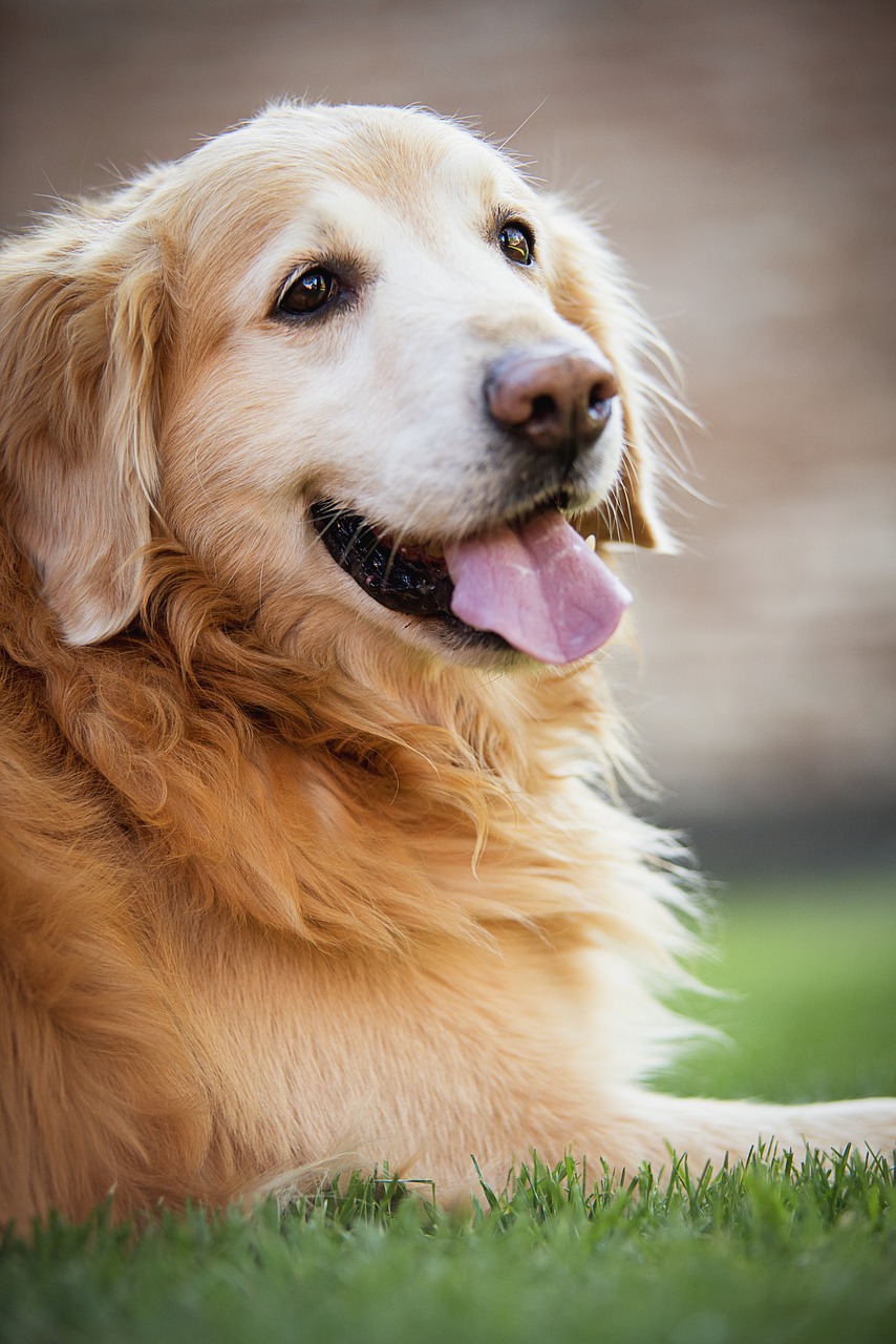 Image - golden retiver dog happy dog