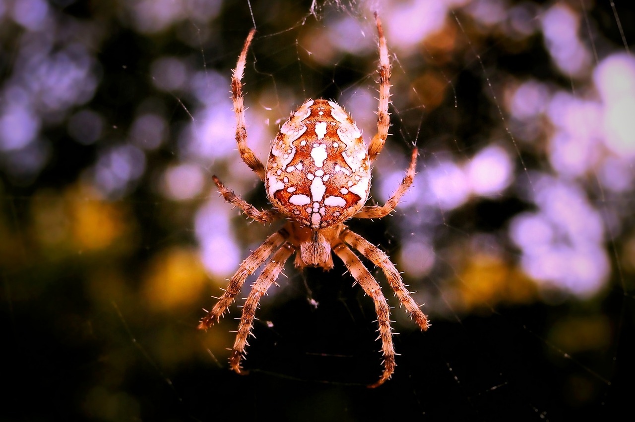 Image - nature at the court of insect