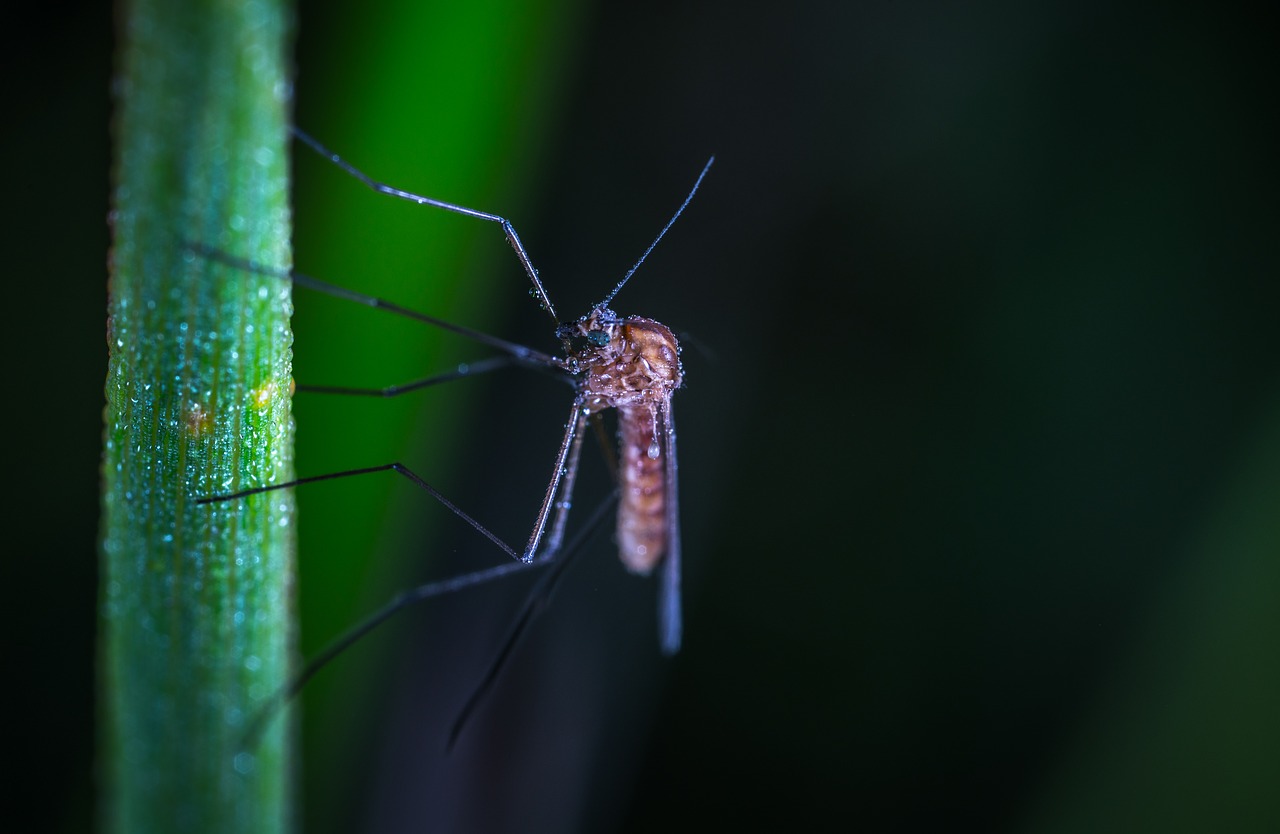 Image - insect nature animals