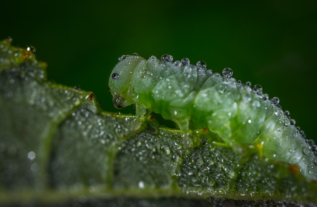 Image - insect larva bespozvonochnoe nature