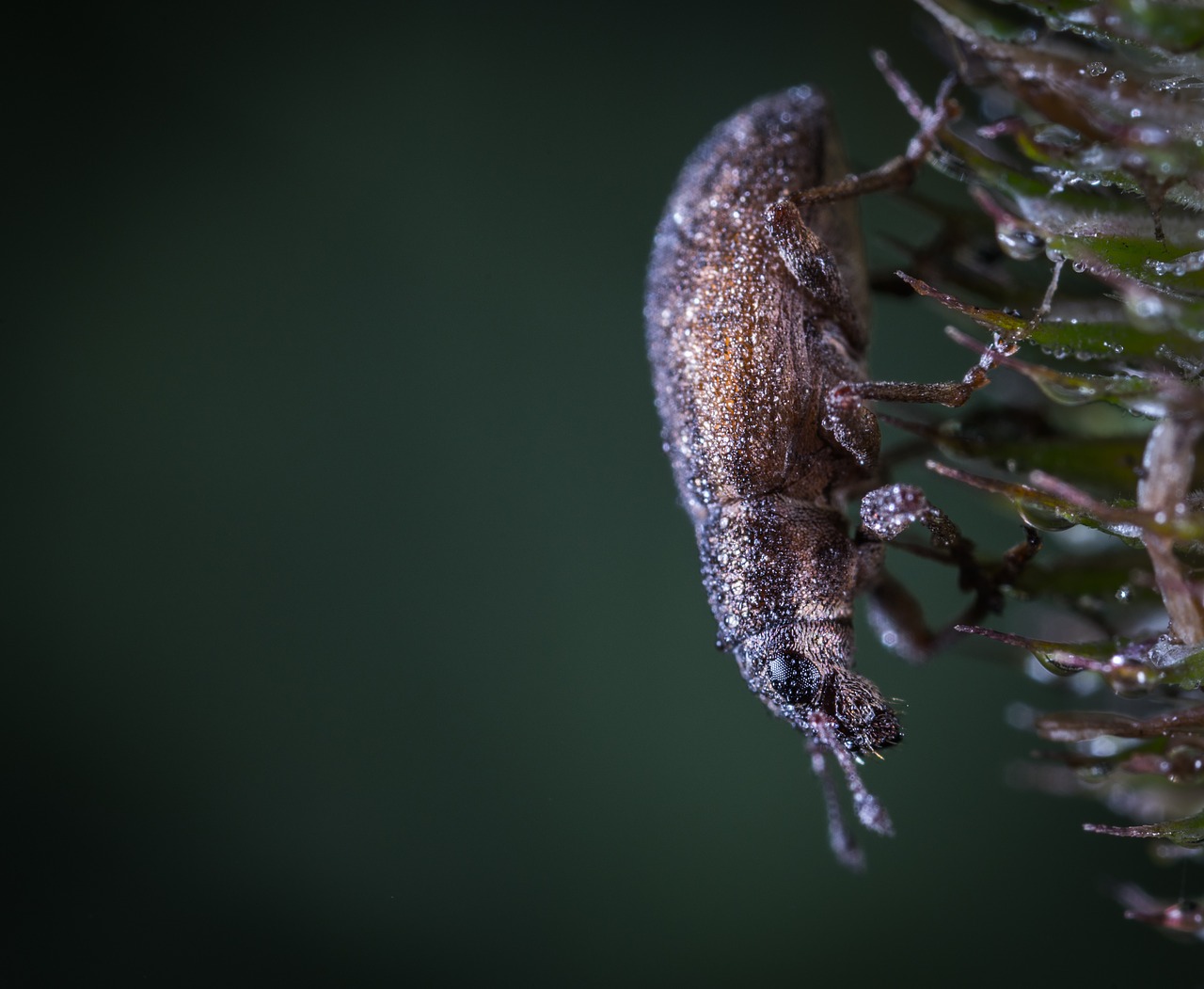 Image - insect bespozvonochnoe nature