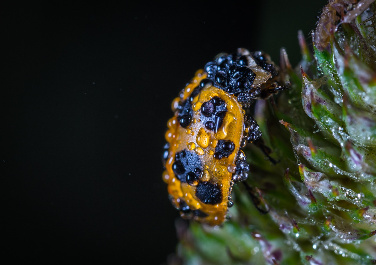 Image - bespozvonochnoe insect no one
