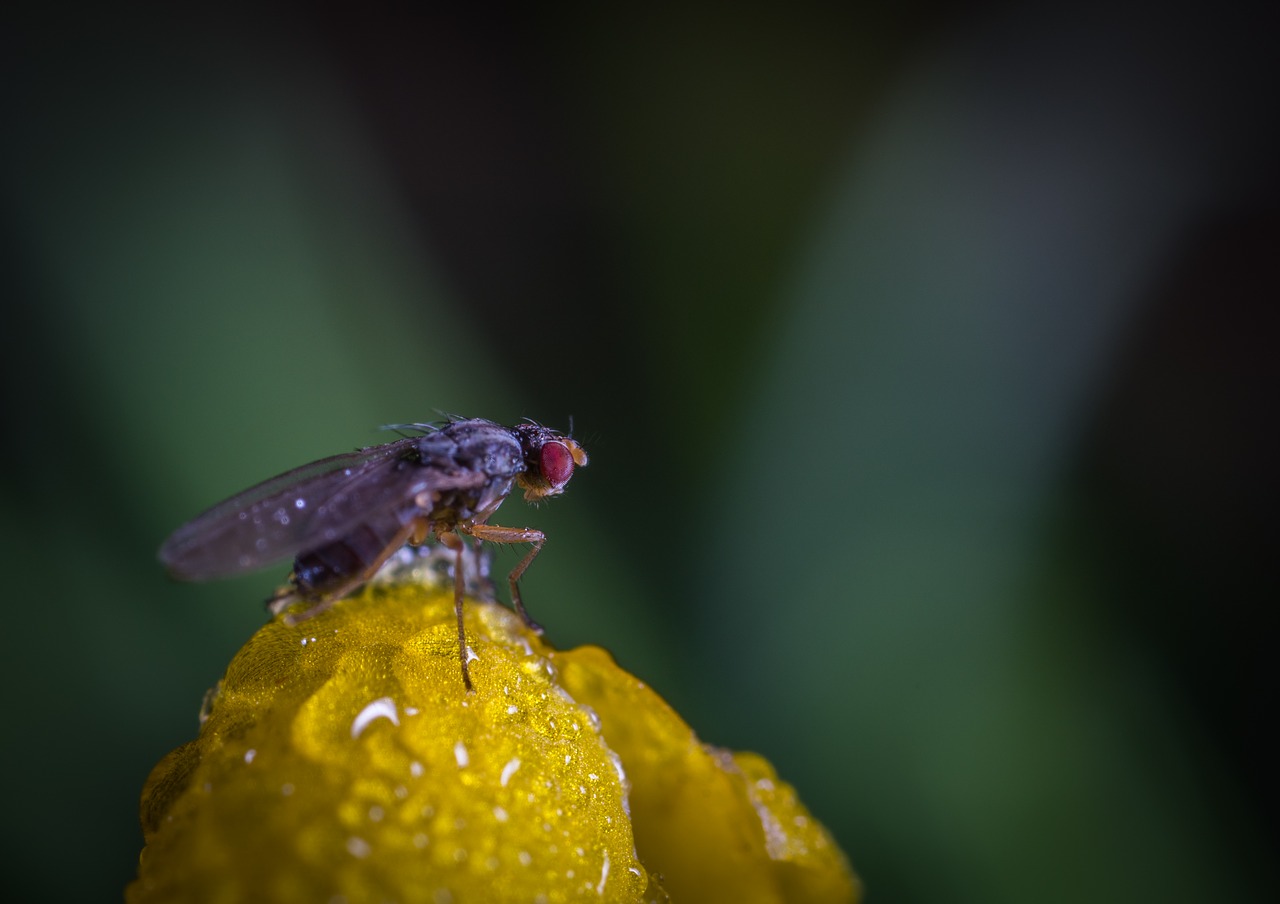 Image - insect nature no one animals