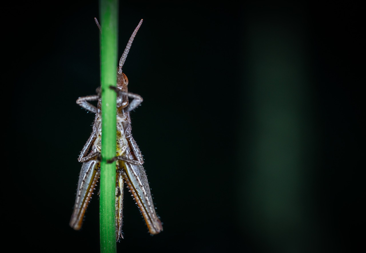 Image - insect nature no one grasshopper