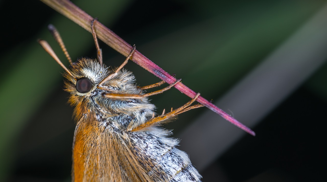 Image - insect nature living nature wing