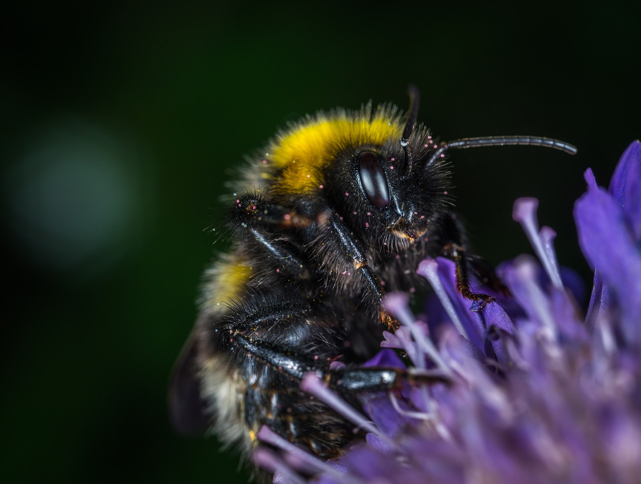 Image - insect nature bumblebee flower