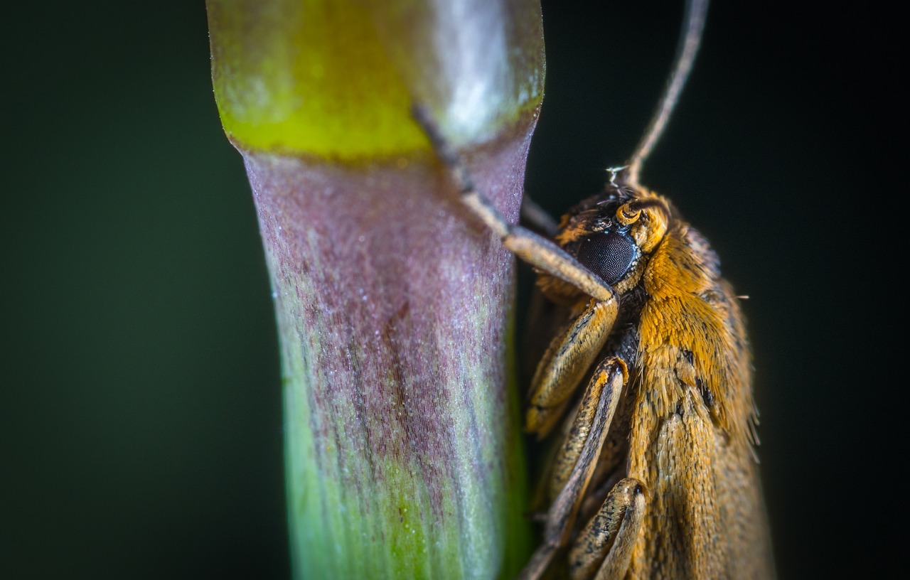 Image - nature insect no one living nature