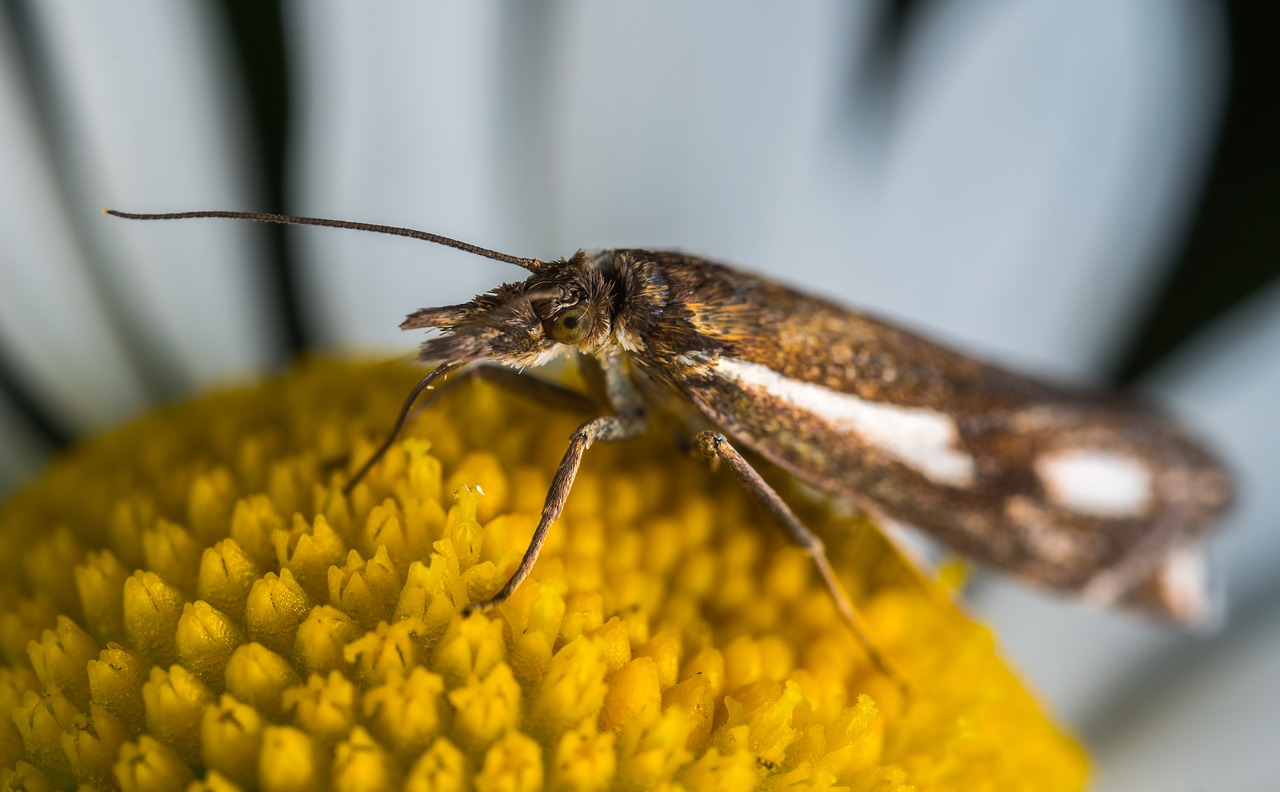 Image - nature insect lepidoptera mol