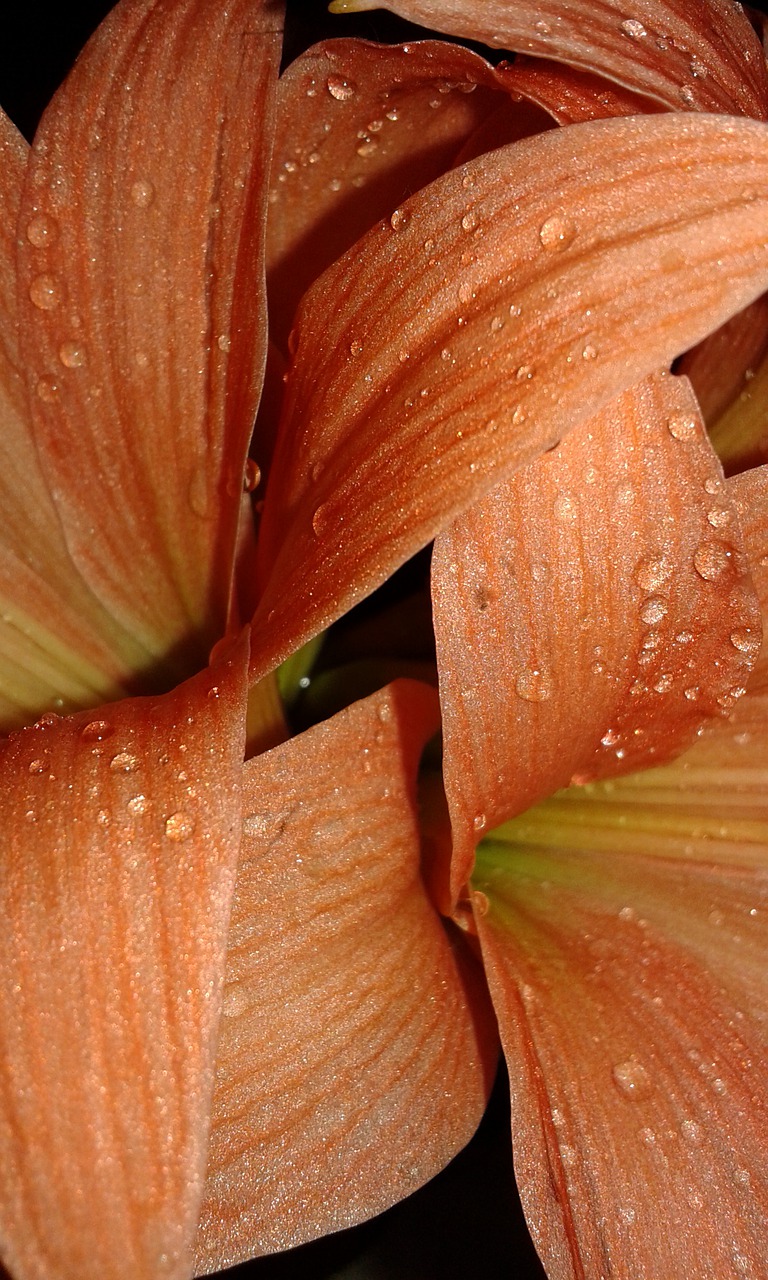 Image - nature flower desktop water drops