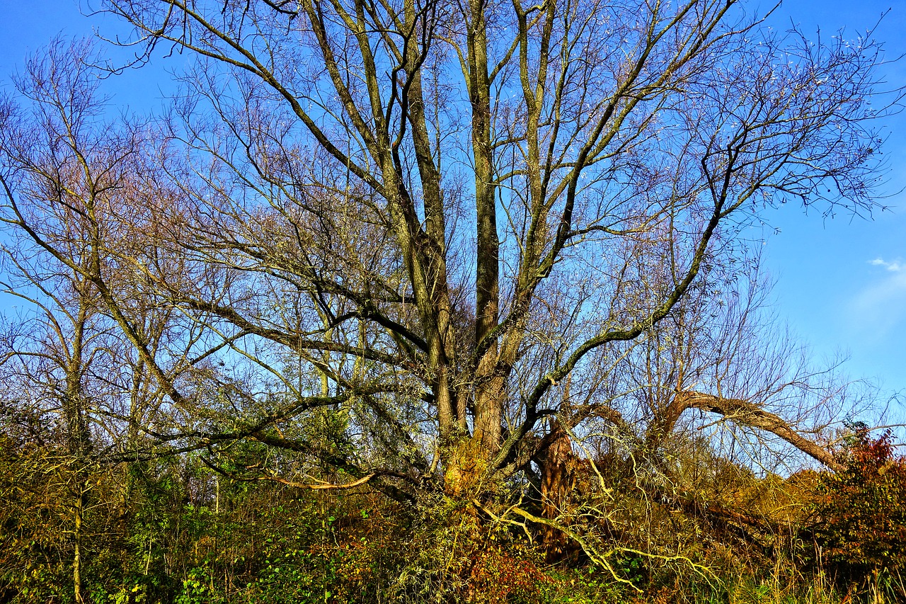 Image - tree branch bare tree autumn tree