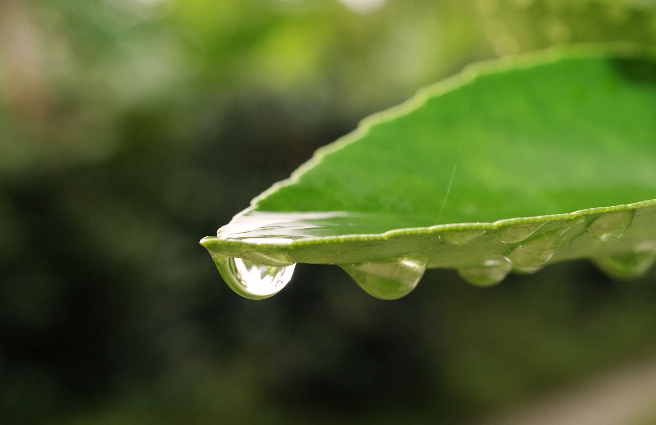 Image - leaf nature plant rain outdoors