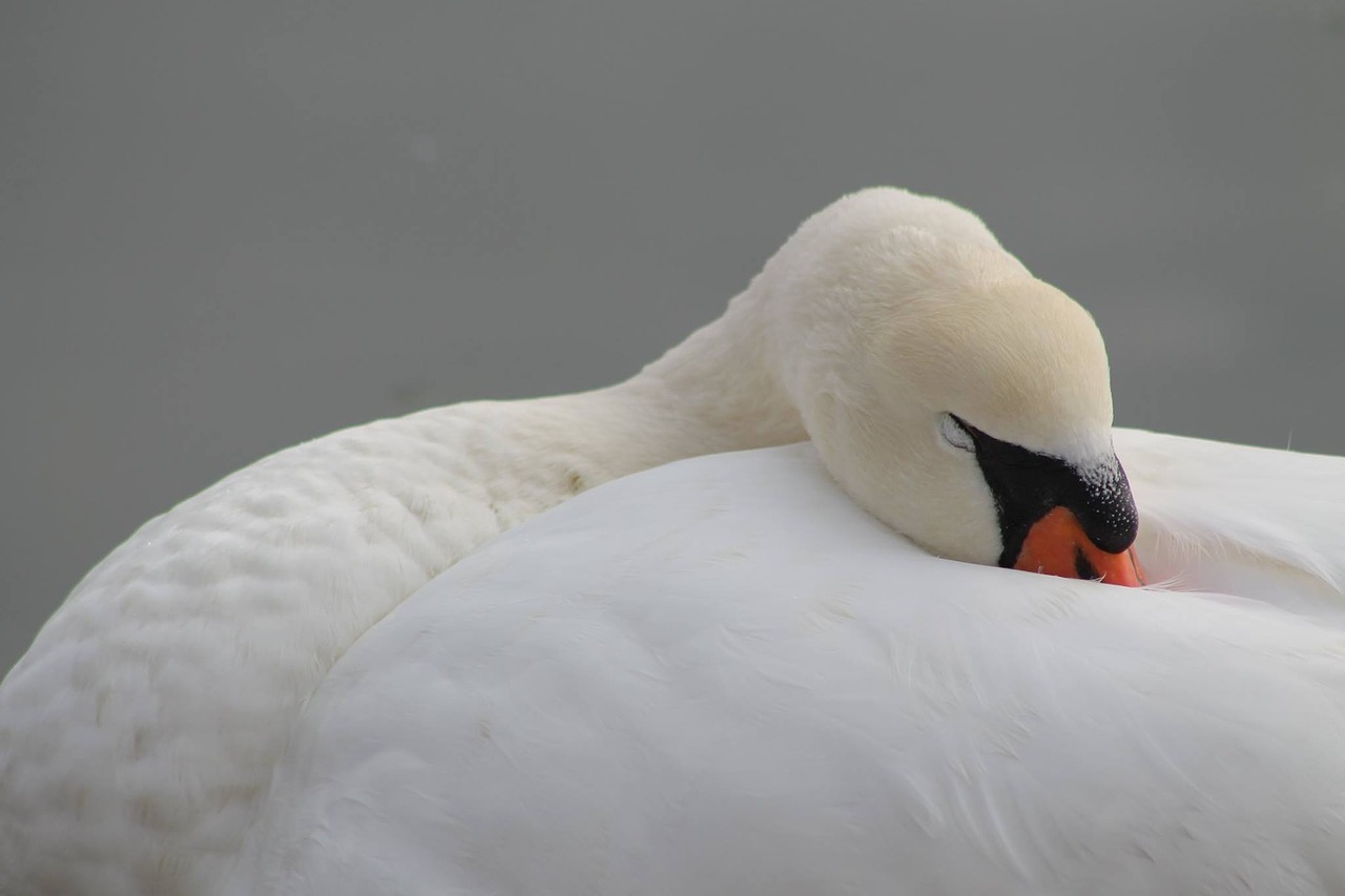 Image - bird nature swan body of water