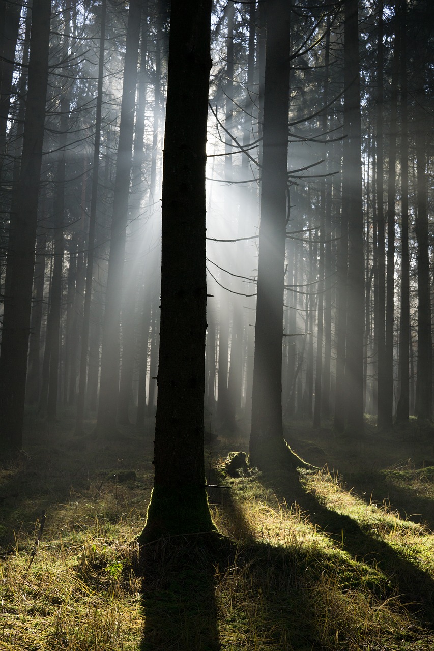 Image - nature wood trees fog landscape