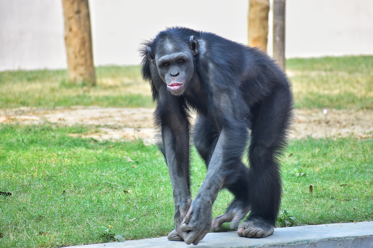 Image - monkey ape primate mammal grass